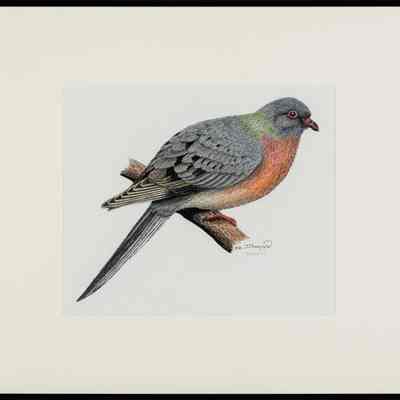 Passenger Pigeon (Ectopistes migratorius)