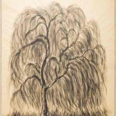 Weeping Willow
