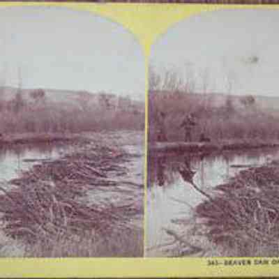 Beaver Dam on Henry's Fork