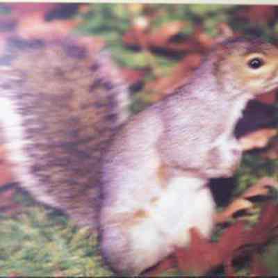Gray Squirrel (Sciurus carolinensis), adult