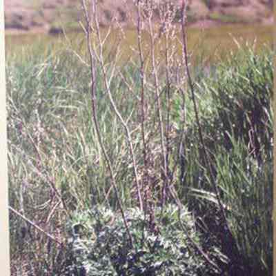 Pasture Sagewort (Artemisia figida)
