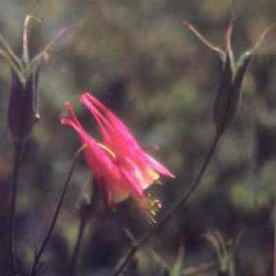 Canada Columbine (Aquilegia canadensis)