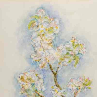 Apple Blossoms