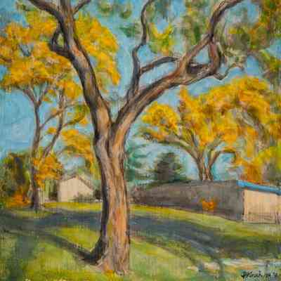 Trees in Pueblo Park