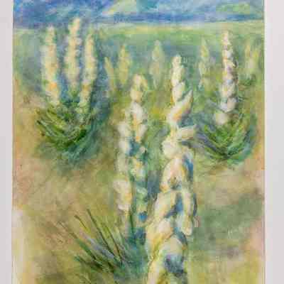 Yucca Stalks in Bloom, Near Wetmore