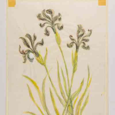 Three Wild Iris Flowers & Leaves