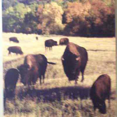 Bison (Bison bison), adults
