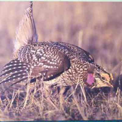 Sharp-tailed Grouse (Tympanuschus phasianellus), adult male