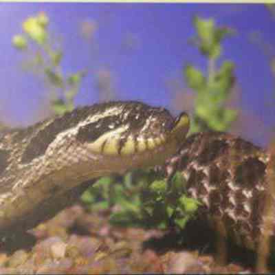 Western Hognose Snake (Heterodon nasicus), adult