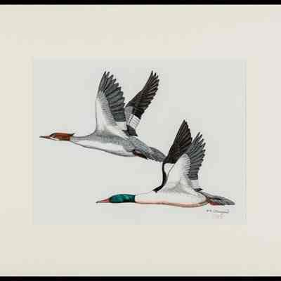 Common Merganser (Mergus merganser), pair