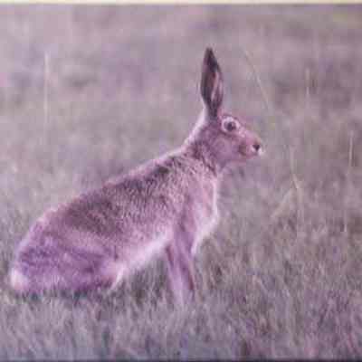 White-tailed Jackrabbit (Lepus townsendii), adult