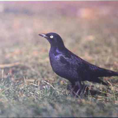 Brewer's Blackbird (Euphagus cyanocephalus), adult male