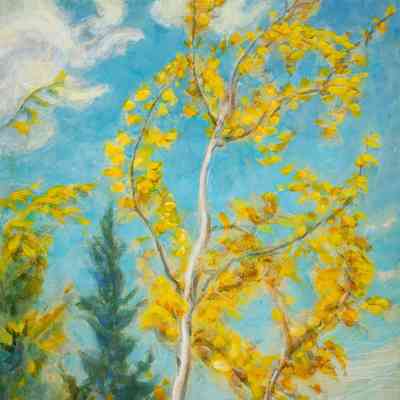 Aspens - Close-up near Lake Isabel