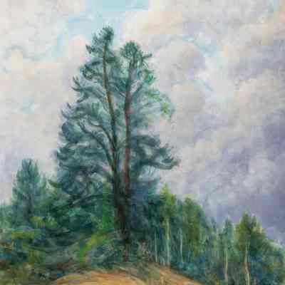 Pine Trees on Ridge - San Isabel National Forest