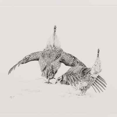 Sharp-tailed grouse mating display