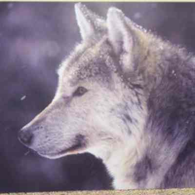 Gray [Prairie] Wolf (Canis lupus), adult