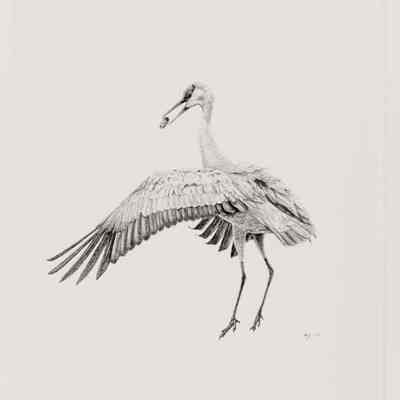 Sandhill crane stick toss behavior