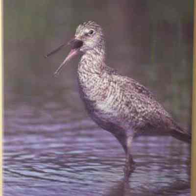 Willet (catoptrophorus semipalmatus), adult
