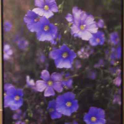 Blue Flax (Linum perennelewisii)