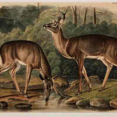 Cervus Virginianus