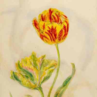 Two Tulips
