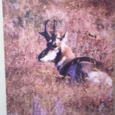 Pronghorn (Antilocapra americana), adult male