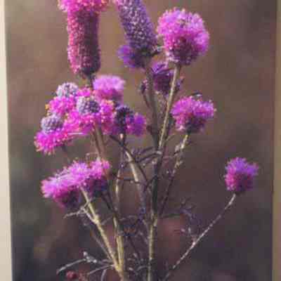 Purple Prairie-clover (Petalostemon [Dalea] purpurea)