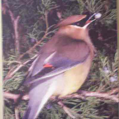Cedar Waxwing (Bombycilla cedrorum), adult