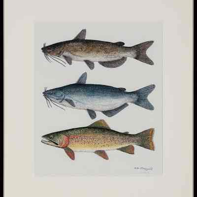 Channel & Blue Catfish (Ictalurus spp.) and Cutthroat Trout (Onchorhynchus clarki)