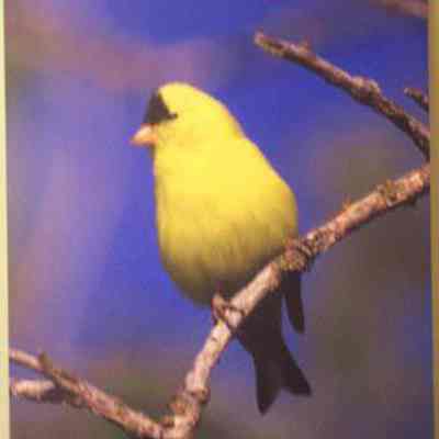 American Goldfinch (Cardvelis tristis), adult male