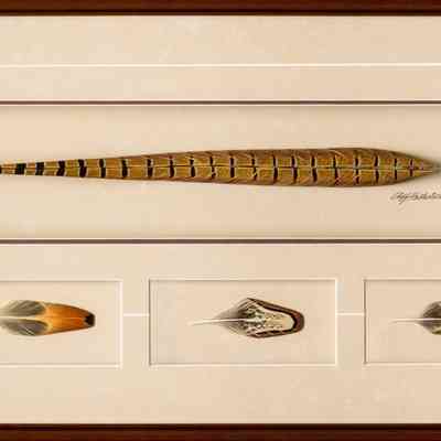 Rooster Feather Study
