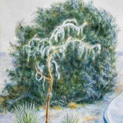 Hoarfrost on Trees & Yucca Plants