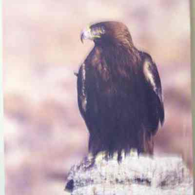 Golden Eagle (Aquila chrysaetos), adult