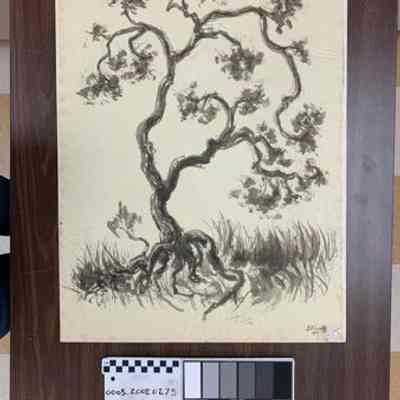 Twisted Pine