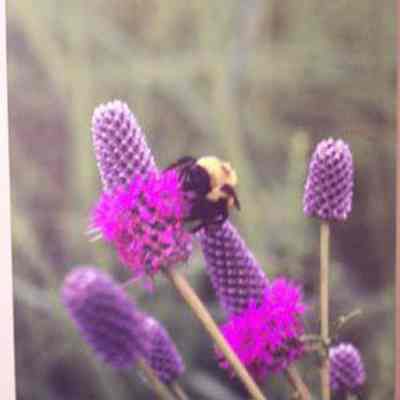Purple Prairie-clover (Petalostemon [Dalea] purpurea)