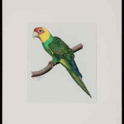 Carolina Parakeet (Conuropsis carolinensis), adult