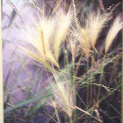 Foxtail Barley (Hordeum jubatum)