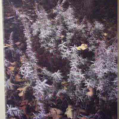 Cudweed [White] Sagebrush (Artemisia ludoviciana)