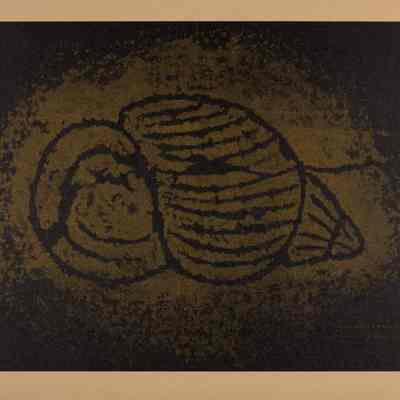 Snail Shell