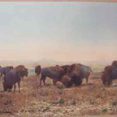 Buffalo Grazing the Big Open, Northern Montana
