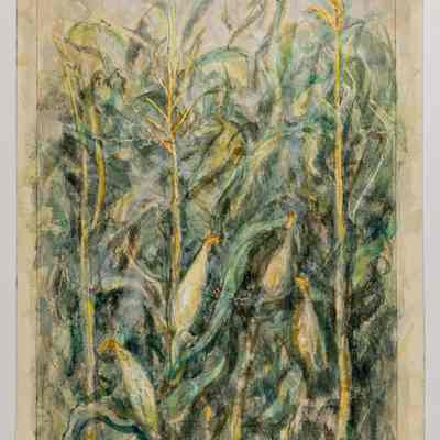 Iowa Corn