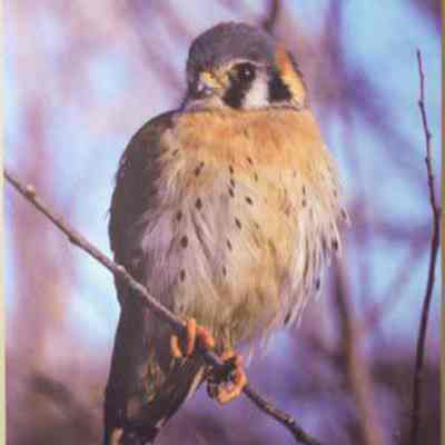 American Kestrel (Falco sparverius), adult male