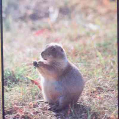 Black-tailed Prairie Dog (Cynomys ludoviciana) adult