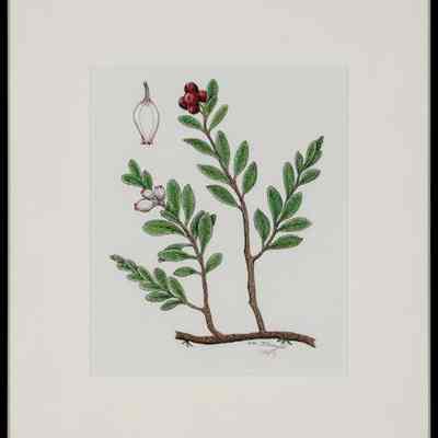Bearberry (Arctostaphylos uva-ursi)