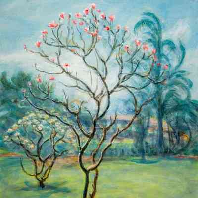 Plumeria Trees - Grounds of Kaanapali Beach Hotel, Maui