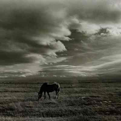 Grazing Before the Storm
