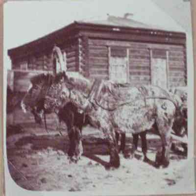 Manchu Ponces, Siberia