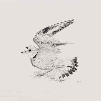 Piping plover broken wing display