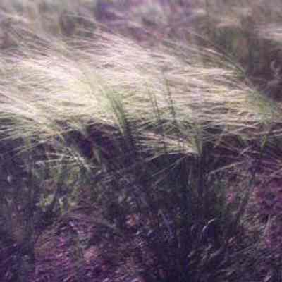 Needle-and-thread Grass (Stipa comata)