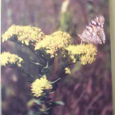 Rigid Goldenrod [Hard-leaved Goldenrod] (Solidago rigida)